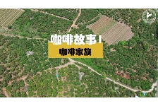 咖啡故事1-咖啡家族
