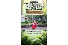 红花檵木