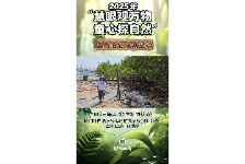 胎生植物秋茄