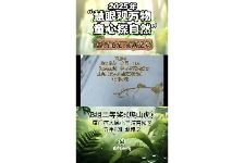 爬山虎