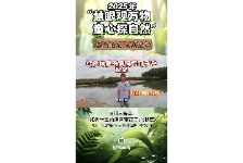 红树林里的潮间带钉子户：秋茄