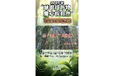 会“眨眼”的杨树