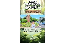 蓝蝴蝶乌干达赪桐
