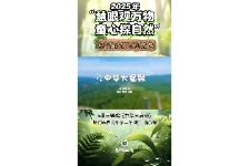 中华大扁锹