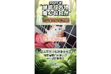 毛球球小仓鼠