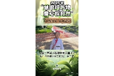 我眼中的凤凰木