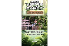 紫薇树