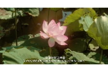 神奇中医在哪里3