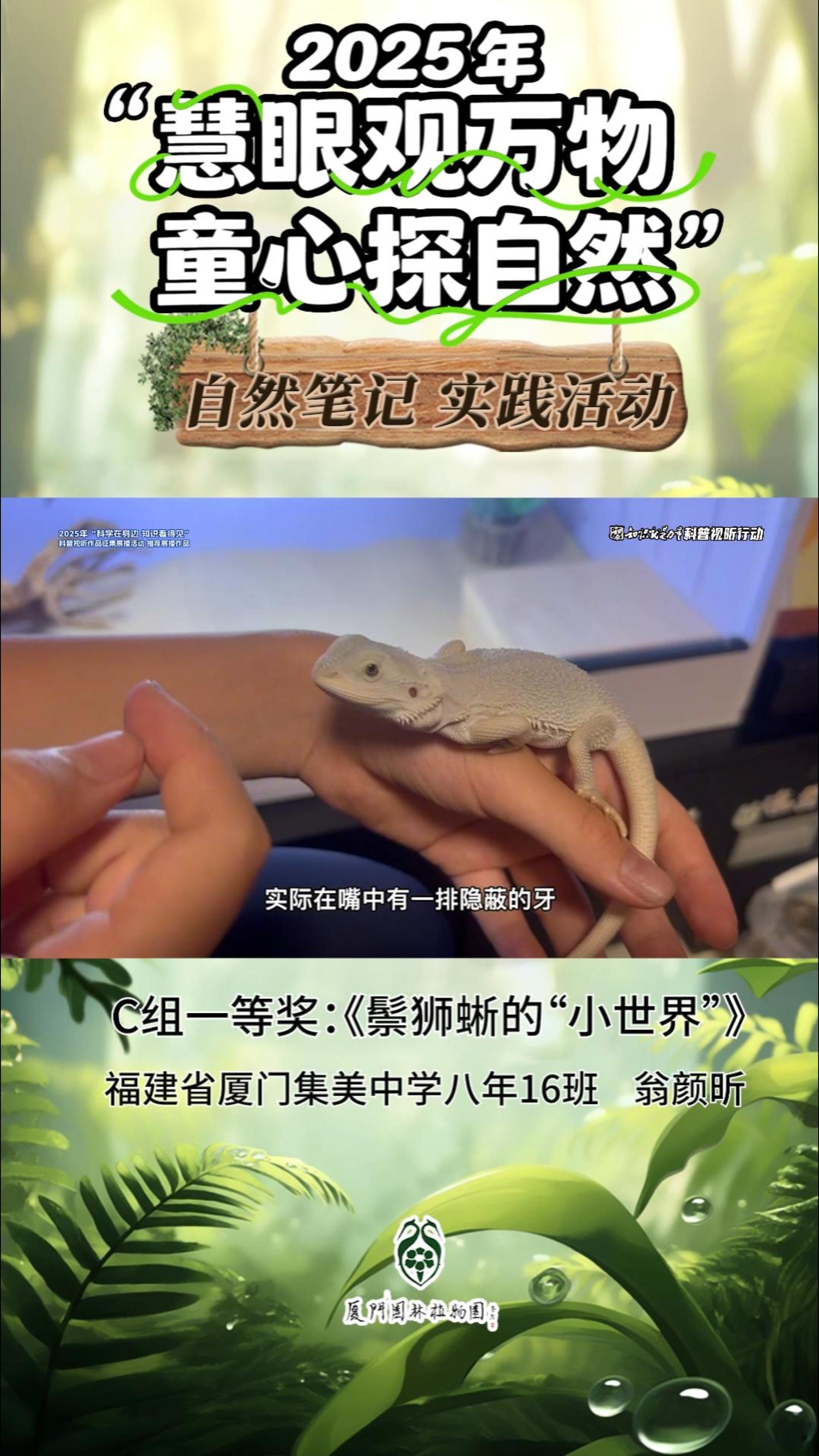 鬃狮蜥的“小世界”